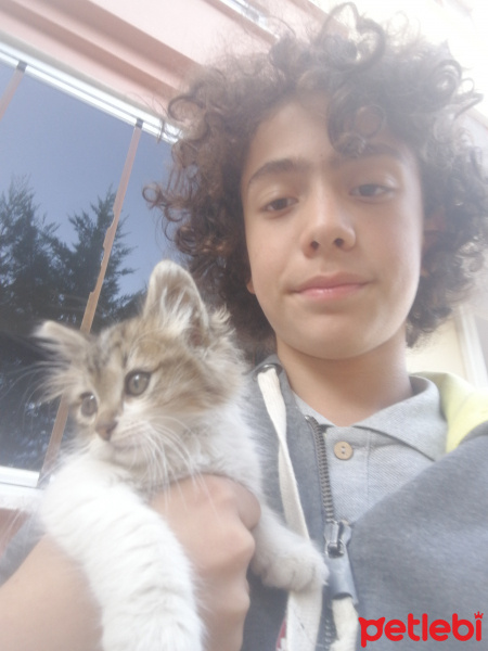 Tekir Kedi, Kedi  Yumak fotoğrafı