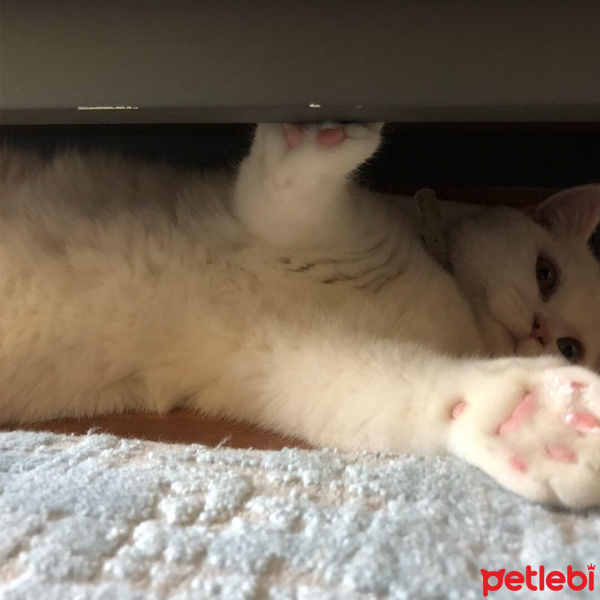 Brazilian Shorthair, Kedi  Safir fotoğrafı