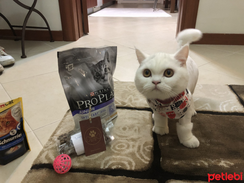Brazilian Shorthair, Kedi  Safir fotoğrafı