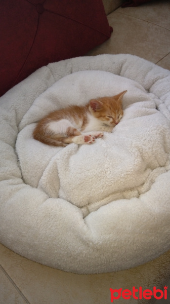 Sarman, Kedi  Gofret fotoğrafı