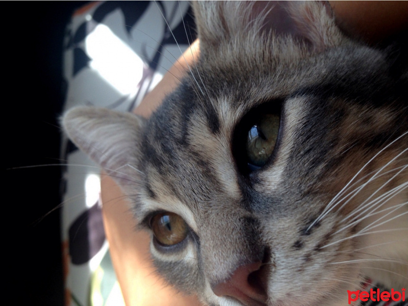 Tekir Kedi, Kedi  Pars fotoğrafı