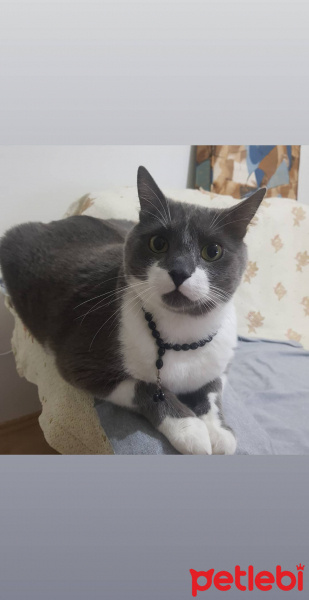 Tekir Kedi, Kedi  Duman fotoğrafı