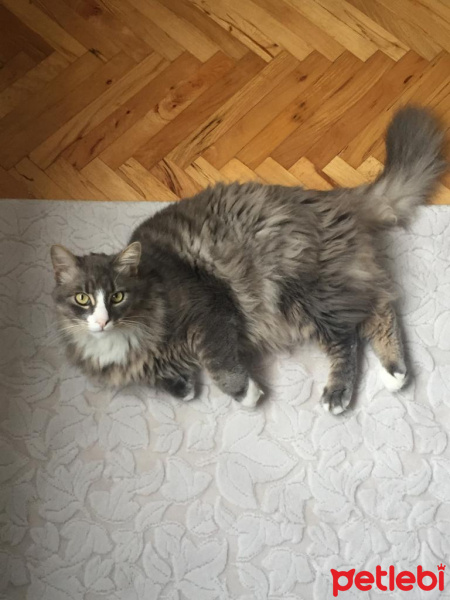 Norwegian Forest, Kedi  BIDIK fotoğrafı