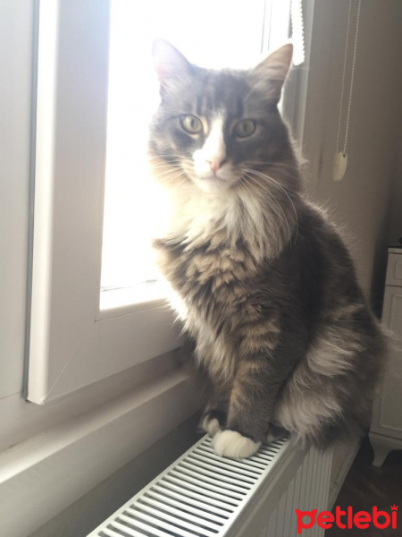 Norwegian Forest, Kedi  BIDIK fotoğrafı
