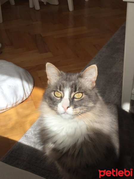 Norwegian Forest, Kedi  BIDIK fotoğrafı
