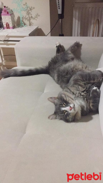 Norwegian Forest, Kedi  BIDIK fotoğrafı