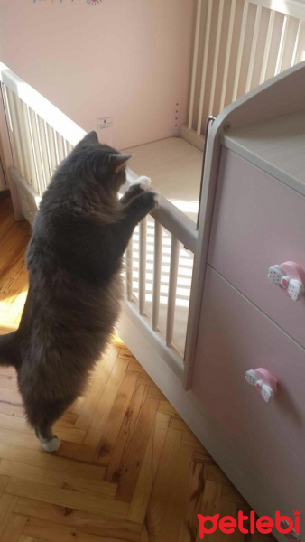 Norwegian Forest, Kedi  BIDIK fotoğrafı