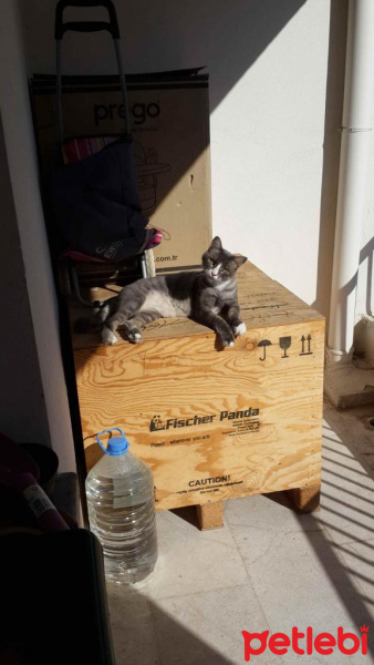 Norwegian Forest, Kedi  BIDIK fotoğrafı