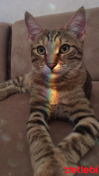 Tekir Kedi, Kedi  Çakıl fotoğrafı