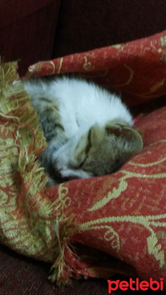 Tekir Kedi, Kedi  Hera fotoğrafı