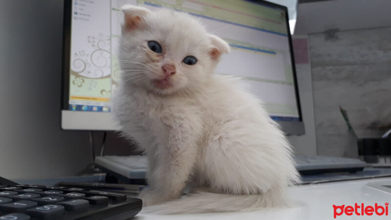 Scottish Fold, Kedi  Ares fotoğrafı