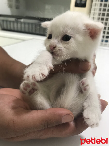 Scottish Fold, Kedi  Ares fotoğrafı