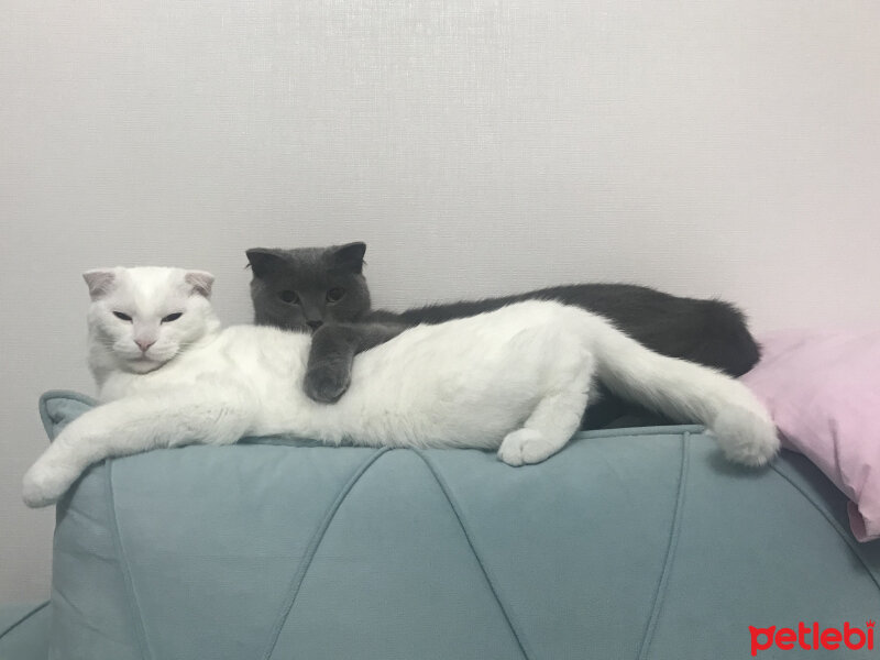 Scottish Fold, Kedi  Ares fotoğrafı