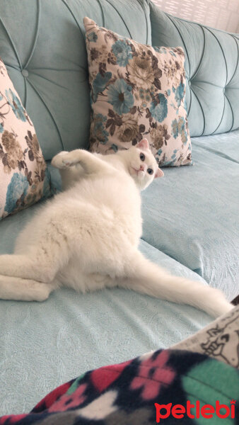 Scottish Fold, Kedi  Ares fotoğrafı