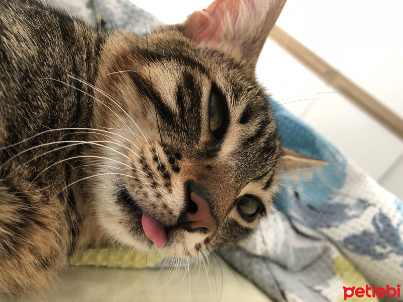 Tekir Kedi, Kedi  Ceviz fotoğrafı