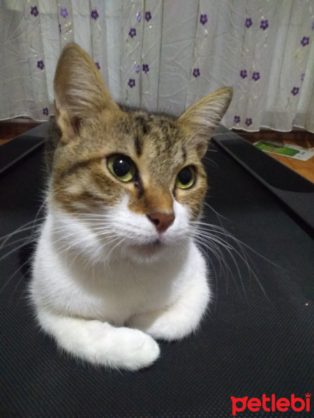 Tekir Kedi, Kedi  Gece fotoğrafı