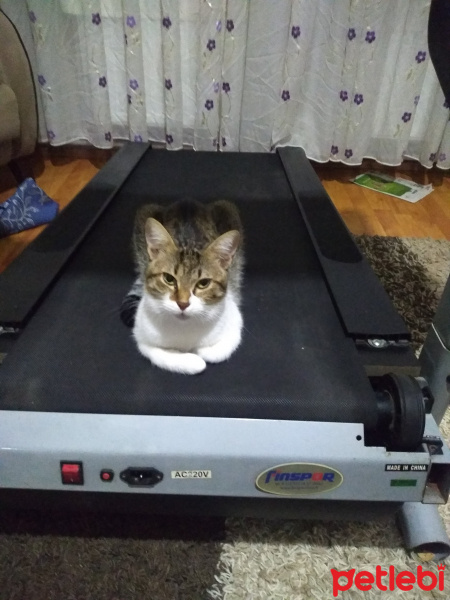 Tekir Kedi, Kedi  Gece fotoğrafı