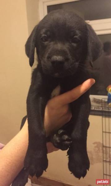 Labrador Retriever, Köpek  KÖMÜR fotoğrafı