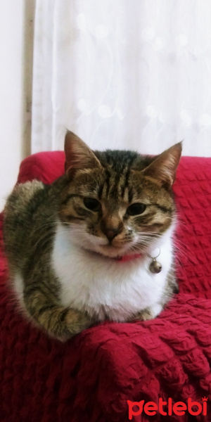 Ankara Kedisi, Kedi  Jelibon fotoğrafı
