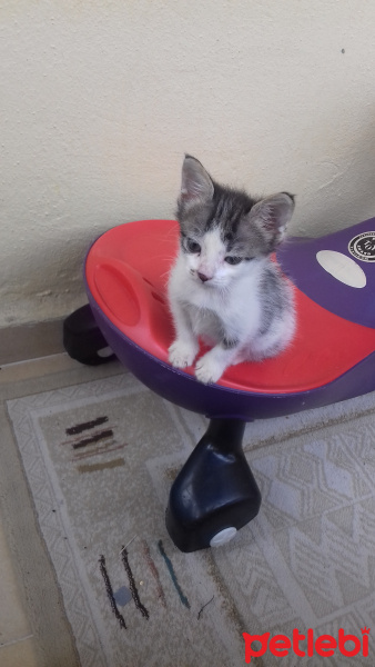 Tekir Kedi, Kedi  Yavru fotoğrafı