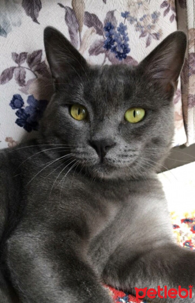British Shorthair, Kedi  duman fotoğrafı