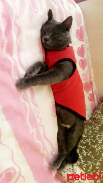 British Shorthair, Kedi  duman fotoğrafı