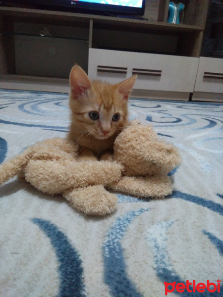 Sarman, Kedi  MISIR fotoğrafı