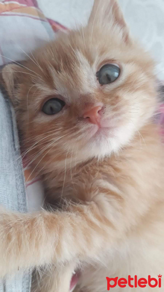 Sarman, Kedi  MISIR fotoğrafı