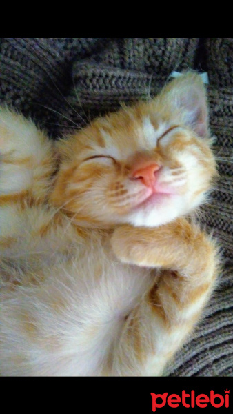 Sarman, Kedi  MISIR fotoğrafı
