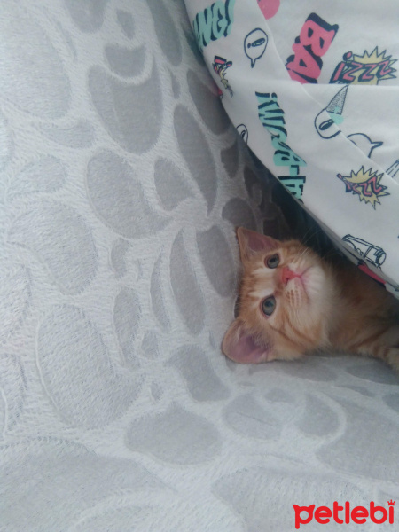 Sarman, Kedi  MISIR fotoğrafı