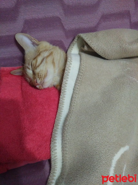 Sarman, Kedi  MISIR fotoğrafı