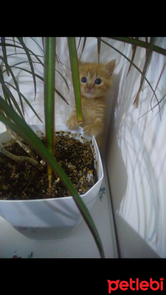 Sarman, Kedi  MISIR fotoğrafı