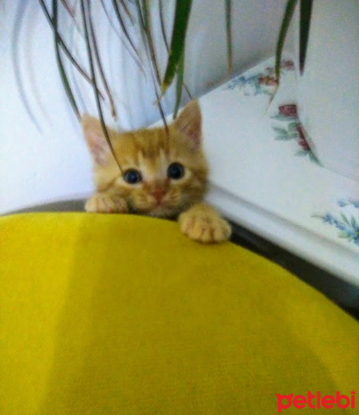Sarman, Kedi  MISIR fotoğrafı
