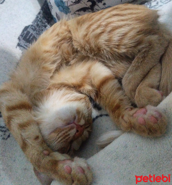 Sarman, Kedi  MISIR fotoğrafı