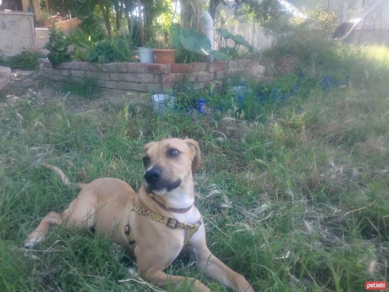 Boxer, Köpek  ida fotoğrafı