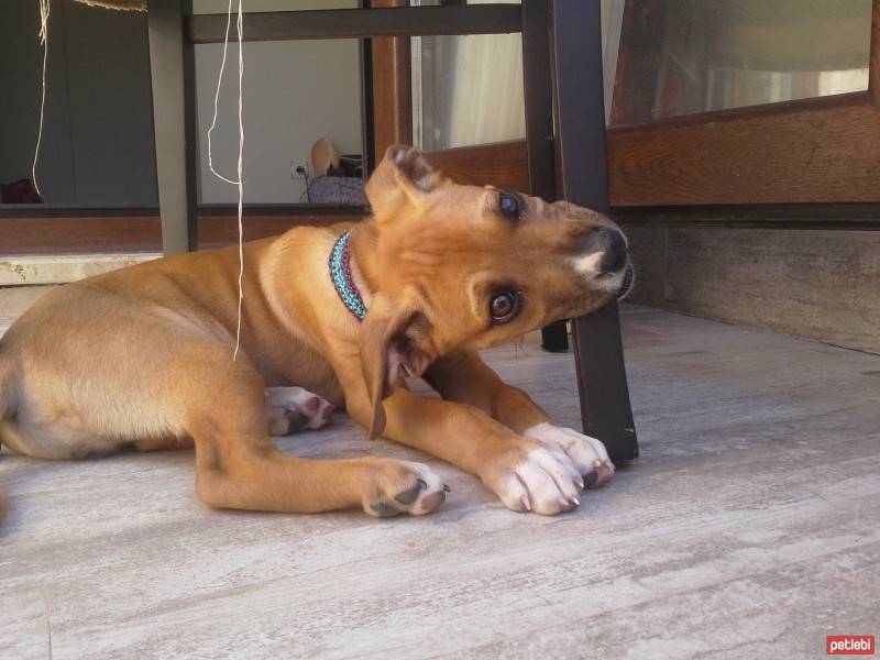 Boxer, Köpek  ida fotoğrafı