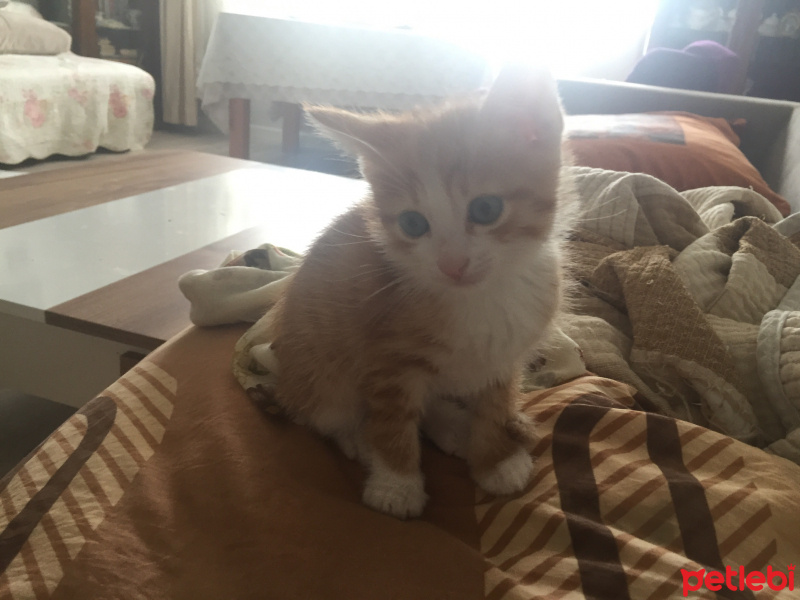 Sarman, Kedi  Minnoş fotoğrafı