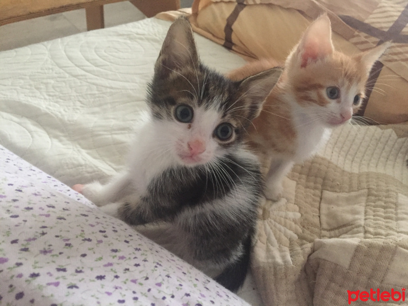 Sarman, Kedi  Minnoş fotoğrafı