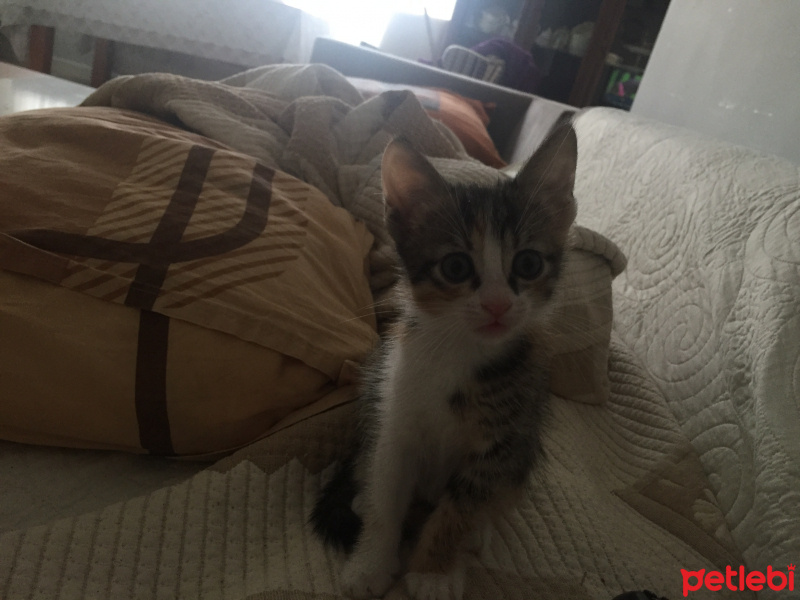 Sarman, Kedi  Minnoş fotoğrafı