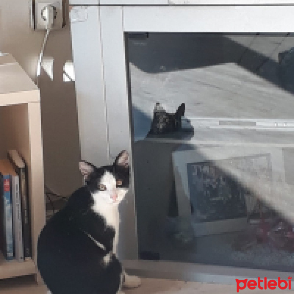 Tuxedo (Smokin) Kedi, Kedi  Safiş fotoğrafı