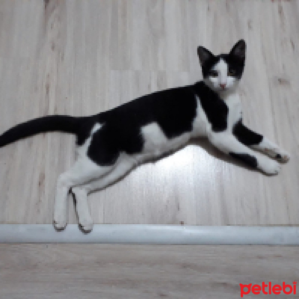 Tuxedo (Smokin) Kedi, Kedi  Safiş fotoğrafı