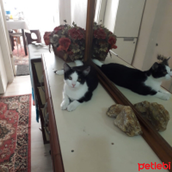 Tuxedo (Smokin) Kedi, Kedi  Safiş fotoğrafı