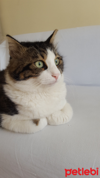 Tekir Kedi, Kedi  Pamuk fotoğrafı