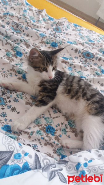 Tekir Kedi, Kedi  Rıfkı fotoğrafı