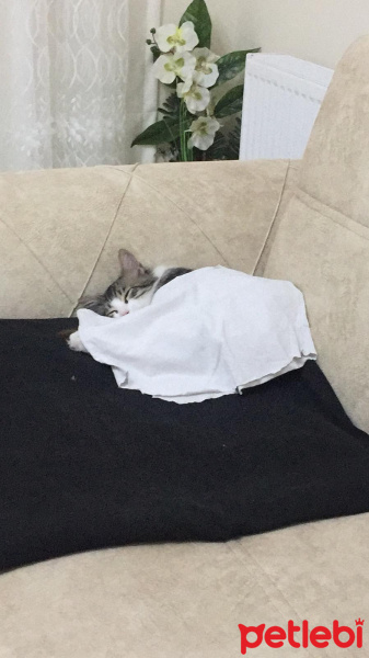 Tekir Kedi, Kedi  Rıfkı fotoğrafı