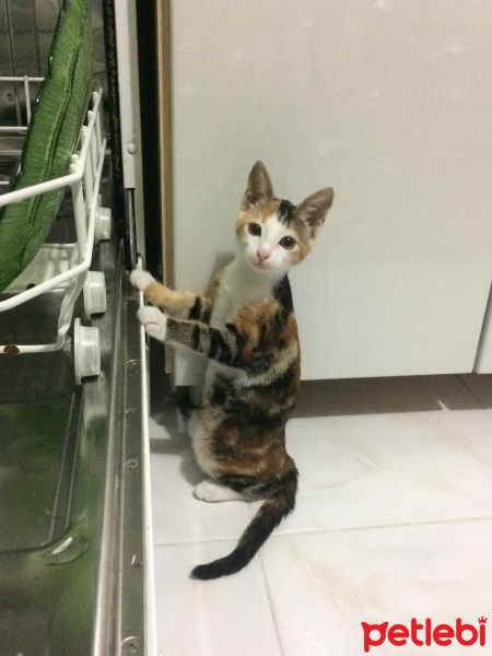 Tekir Kedi, Kedi  Mırmırsu fotoğrafı