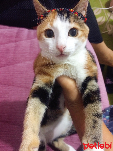 Tekir Kedi, Kedi  Mırmırsu fotoğrafı