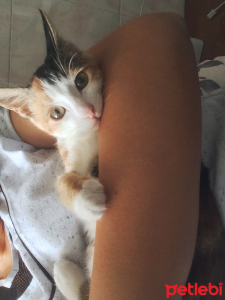 Tekir Kedi, Kedi  Mırmırsu fotoğrafı