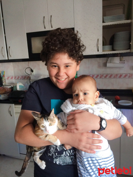 Tekir Kedi, Kedi  Mırmırsu fotoğrafı