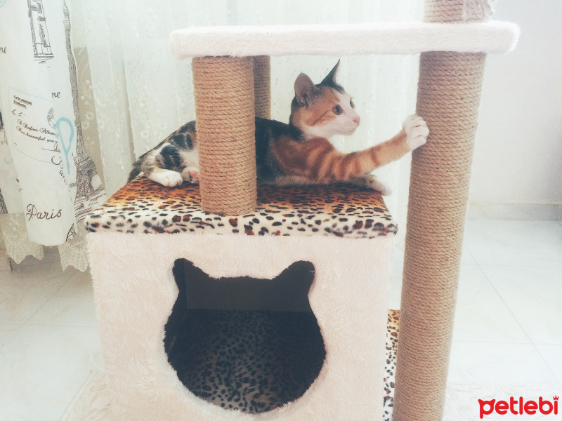 Tekir Kedi, Kedi  Mırmırsu fotoğrafı